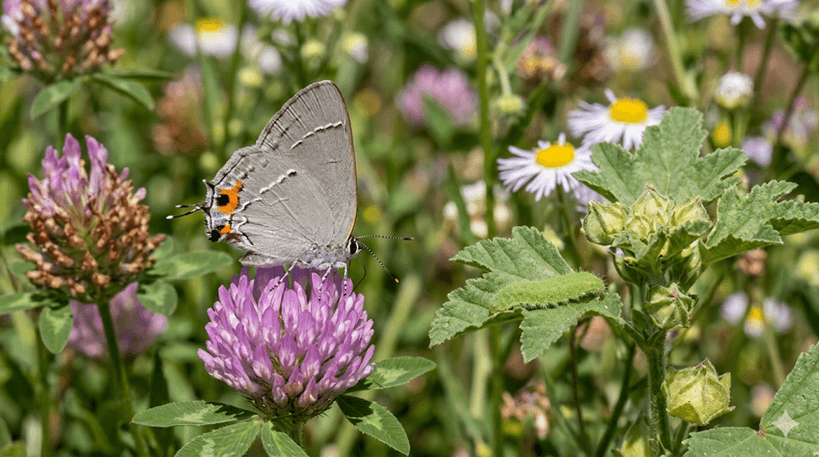 Gray Hairstreak